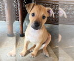 Small Border Terrier-Labrador Retriever Mix