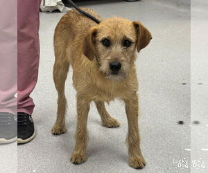 Labrador Retriever-Unknown Mix Dogs for adoption in Washington, DC, USA