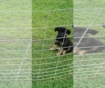 Puppy 2 German Shepherd Dog