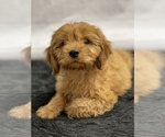 Small Photo #11 Cavapoo Puppy For Sale in QUAPAW, OK, USA