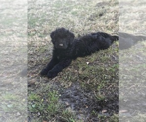 Labradoodle Puppy for sale in PINE BLUFF, AR, USA