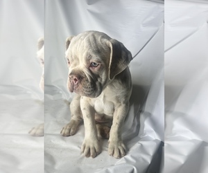 Olde English Bulldogge Puppy for sale in BAY POINT, CA, USA