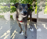 Small #2 Chihuahua