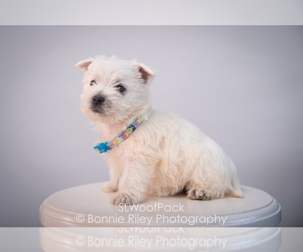 Medium Photo #8 West Highland White Terrier Puppy For Sale in PLEASANTON, KS, USA