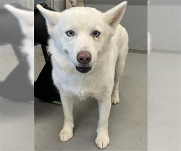 Medium Photo #1 Huskies -Unknown Mix Puppy For Sale in Waco, TX, USA