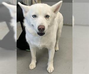 Huskies -Unknown Mix Dogs for adoption in Waco, TX, USA