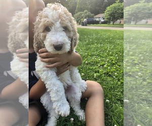 Australian Labradoodle Puppy for Sale in EVANSVILLE, Indiana USA