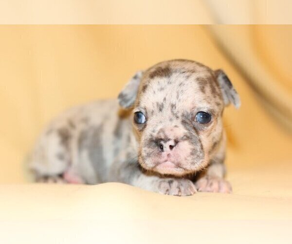 Medium Photo #3 French Bulldog Puppy For Sale in NAPLES, FL, USA