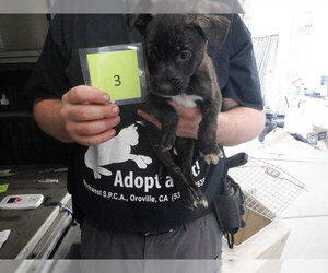 Mutt Dogs for adoption in Oroville, CA, USA