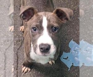 Mutt Dogs for adoption in Woodland, CA, USA