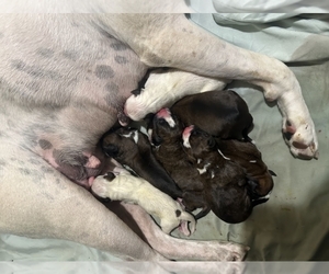 Boxer Puppy for sale in KENNEWICK, WA, USA