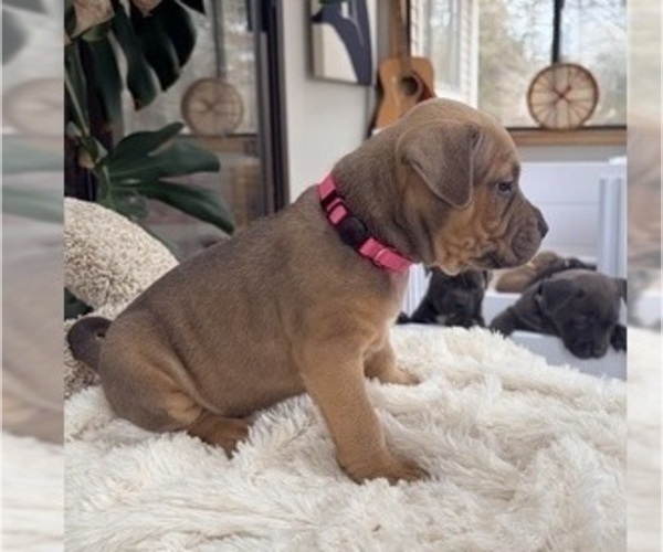 Medium Photo #1 American Pit Bull Terrier Puppy For Sale in ORANGE, NJ, USA