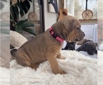 Puppy Female 4 American Pit Bull Terrier