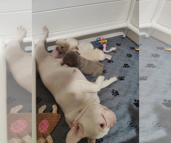 Medium Photo #40 French Bulldog Puppy For Sale in HIGHLAND VILL, TX, USA
