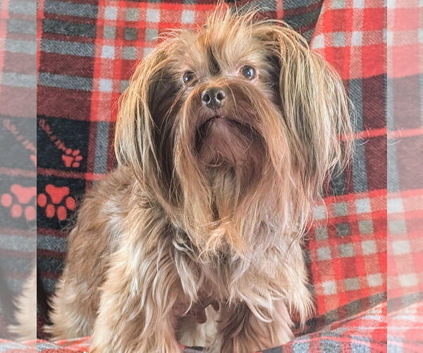 Medium Photo #3 Mutt Puppy For Sale in Bon Carbo, CO, USA