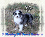 Puppy Nio Miniature Australian Shepherd