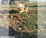 Small Photo #4 Yorkshire Terrier Puppy For Sale in CASSVILLE, MO, USA