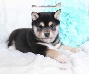 Shiba Inu Puppy for sale in SHILOH, OH, USA
