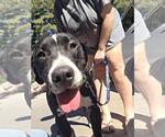 Small Photo #3 Labrador Retriever-Unknown Mix Puppy For Sale in Holly Springs, NC, USA