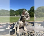 Small #1 French Bulldog