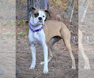 Boxer Dogs for adoption in Dumont, NJ, USA