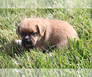 Puggle Puppy for sale in BLOOMINGTON, IN, USA