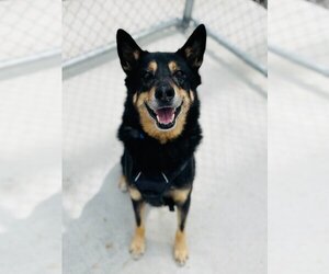 German Shepherd Dog-Shiba Inu Mix Dogs for adoption in Muskegon, MI, USA