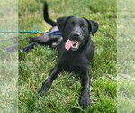Small #2 Labrador Retriever Mix