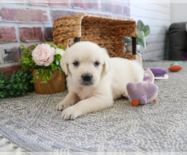 Medium Photo #1 Golden Retriever Puppy For Sale in SYRACUSE, IN, USA