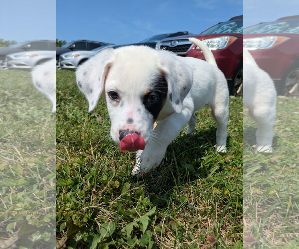 Medium Photo #3 Mutt Puppy For Sale in Garden City, NY, USA
