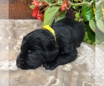Small #3 Labrador Retriever