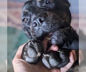 American Pit Bull Terrier-German Shepherd Dog Mix Dogs for adoption in Overland Park, KS, USA
