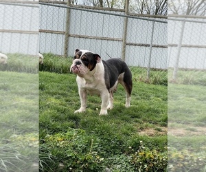 Mother of the Olde English Bulldogge puppies born on 01/25/2022