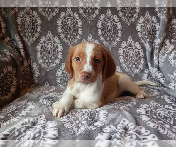 Medium Photo #1 Brittany Puppy For Sale in DOWAGIAC, MI, USA