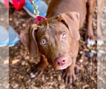 Small Photo #6 Labrador Retriever-Unknown Mix Puppy For Sale in Canton, CT, USA