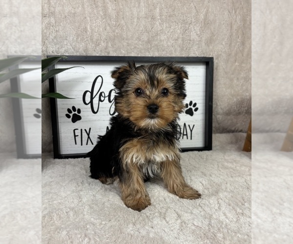 Medium Photo #3 Yorkshire Terrier Puppy For Sale in FRANKLIN, IN, USA