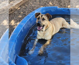 German Shepherd Dog-Great Pyrenees Mix Dogs for adoption in Clinton, OK, USA