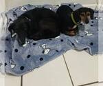 Small #2 Breeder Profile image