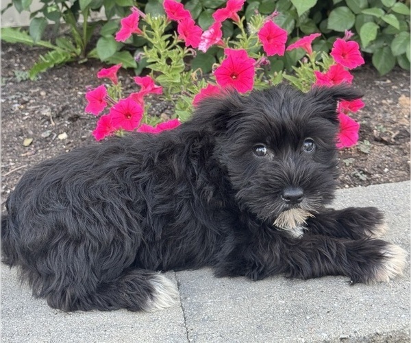 Medium Photo #4 Schnauzer (Miniature) Puppy For Sale in CANOGA, NY, USA