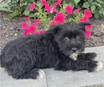 Small #3 Schnauzer (Miniature)