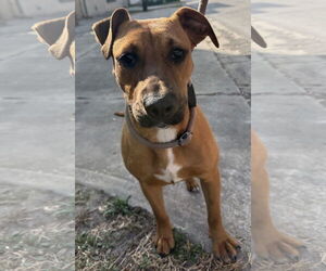 Black Mouth Cur-Unknown Mix Dogs for adoption in Sanford, FL, USA