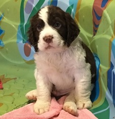 English Springer Spaniel Puppy for sale in KERRVILLE, TX, USA