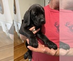 Small Photo #10 Mastiff Puppy For Sale in BRANTLEY, AL, USA