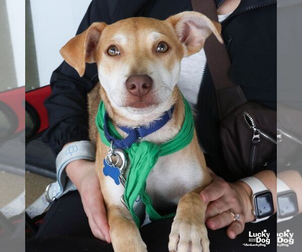 Medium Photo #4 Labrador Retriever-Unknown Mix Puppy For Sale in Washington, DC, USA