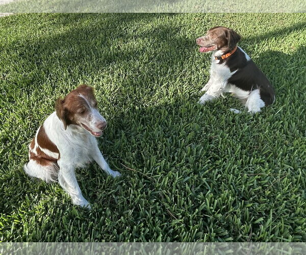 Medium Photo #7 Brittany Puppy For Sale in Curwensville, PA, USA