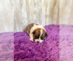 Small Photo #2 Pembroke Welsh Corgi Puppy For Sale in DERIDDER, LA, USA