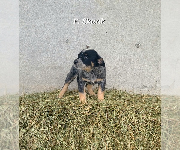 Medium Photo #2 Australian Cattle Dog Puppy For Sale in NATHALIE, VA, USA