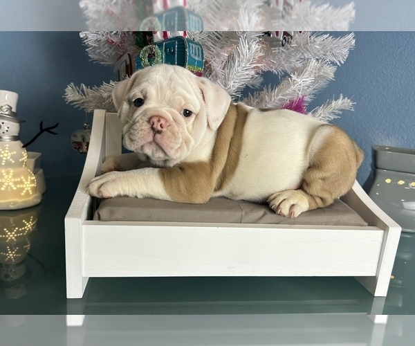 Medium Photo #12 Bulldog Puppy For Sale in THONOTOSASSA, FL, USA
