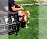 Small #2 American Staffordshire Terrier Mix