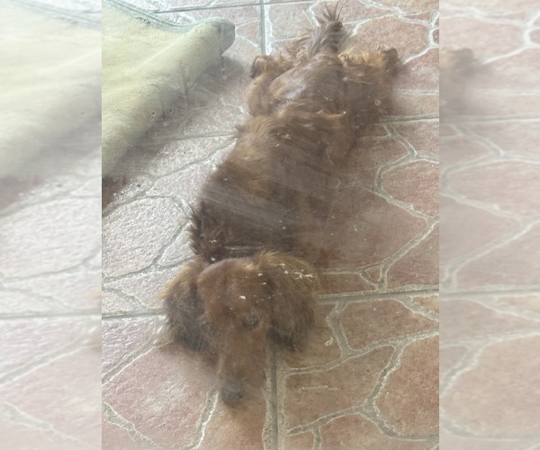 Medium Photo #1 Dachshund Puppy For Sale in MIAMI, FL, USA